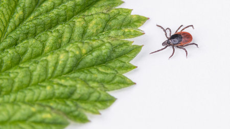 Crawling deer tick and green leaf detail on a white background. Ixodes ricinus or scapularis....