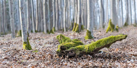 Old wood piece covered by a green moss in dry brown leaves of winter rural forest. Close-up of rotting mossy wooden branch in blurred natural background with blue sky visible through gray tree trunks.の写真素材