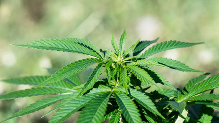 Closeup of cannabis plant with beautiful white bokeh on blurry background. Cultivation of hemp herb...