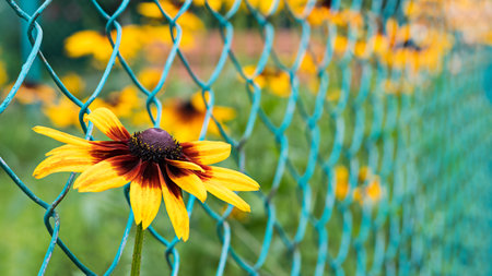 Closeup of black eyed Susan flower head on green wire mesh background. Rudbeckia hirta. Beautiful yellow ornamental herb growing outside grid pattern fence or blur garden flowerbedの写真素材