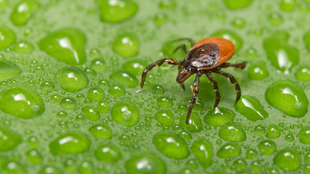 Closeup of parasitic castor bean tick on wet natural leaf. Ixodes ricinus or scapularis. Dangerous...