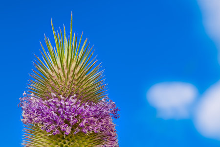 Closeup of spiny wild teasel with purple flowers belt on summer blue sky background. Dipsacus. Beautiful flowering plant stripe of pink blooms on a detail of fresh oval green head.の写真素材