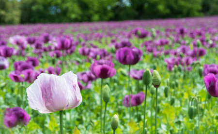 Delicate white bloom in poppy field with purple blossom. Closeup fragile flower heads and buds of organic cultivated annual herb on blur spring backgroundの写真素材