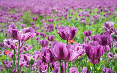 Beautiful delicate purple poppy blooms in field detail. Closeup violet flower heads with fragile petals of ornamental plant with floral pattern on blurred natural background.の写真素材