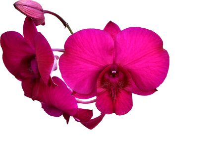 orchid isolated over white backgroundの写真素材