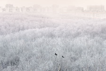 Frozen crows sit on snow-covered trees in the city parkの写真素材