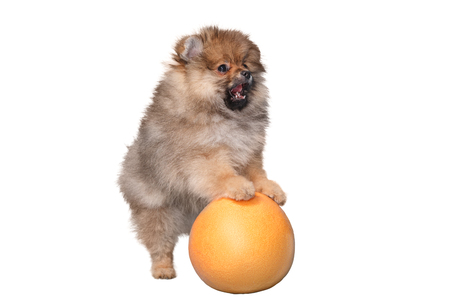 Cute funny fluffy Spitz puppy on white isolated background stands front paws on orangeの写真素材
