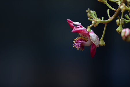 Sallangka flowers are often found in temples in Thailand