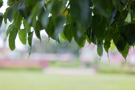 Bodhi leaves on bokeh background, bokeh blur, white bokeh background