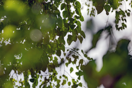 Foreground and background bokeh, white spherical bokeh, light green spherical bokeh, selective focus