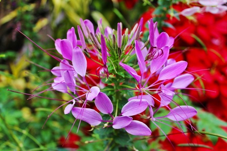 Single pink spider flowerの写真素材