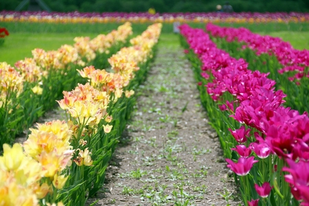 Rows of yellow and pink tulips in Kamiyubetsu Tulip Park in Hokkaido, Japanの写真素材
