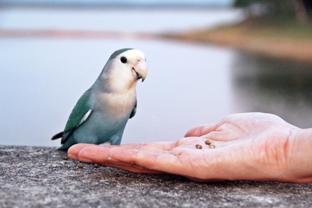 Feeding seed to small green blue parrot by human's hand.の写真素材