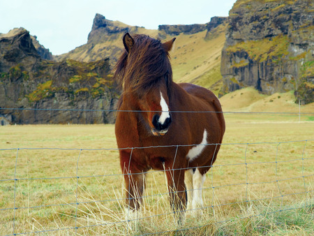 Brown Iceland horse with front hair as their style standing on the grass field behind the thin fenceの写真素材