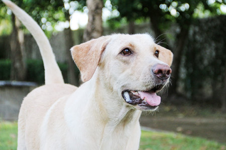 White saliva from white labrador dog when she is hungryの写真素材