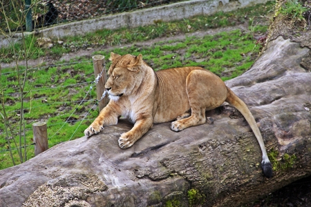 Lion, king of the forest is resting on the logの写真素材