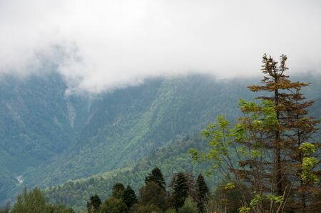 the forest under the cloudsの写真素材