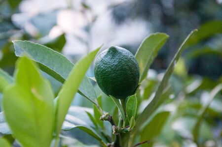 the birth of a lemon on a treeの写真素材