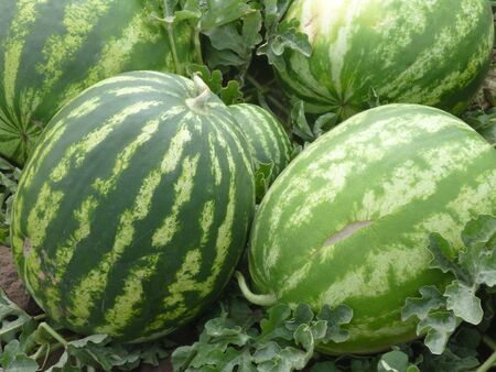 not yet plucked watermelons on the fieldの写真素材