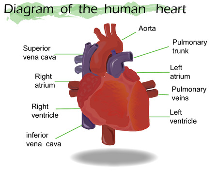 Vector  Human Heart Anatomyのイラスト素材