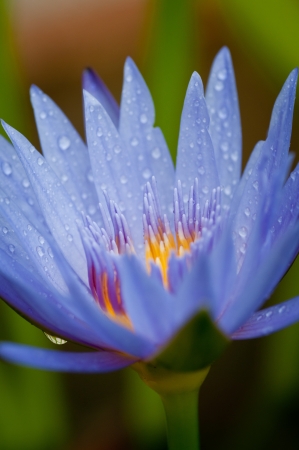 close-up view of water lily with dark backgroundの写真素材