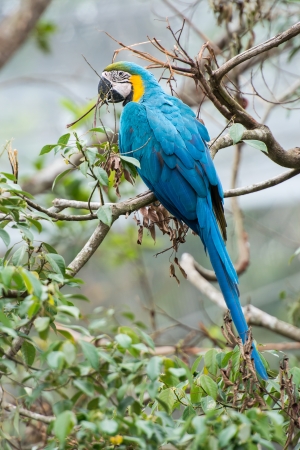 Colorful parrot on the tree branchの写真素材