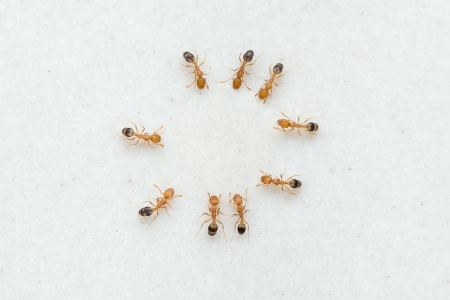 Ants drinking water together on a floor tileの写真素材