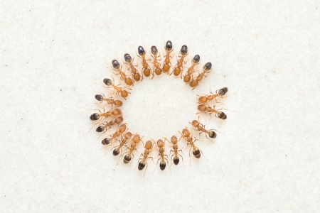 Ants drinking water together on a floor tileの写真素材