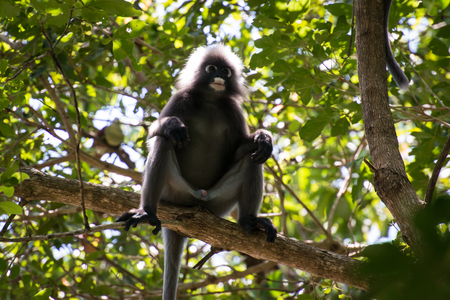 Dusky leaf monkeyの写真素材