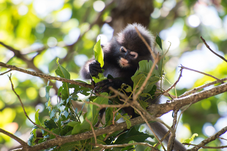 Dusky leaf monkeyの写真素材