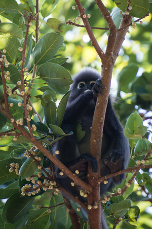 Dusky leaf monkeyの写真素材