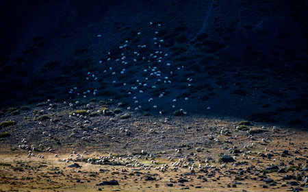 Sheep farming in Tibet, Chinaの写真素材