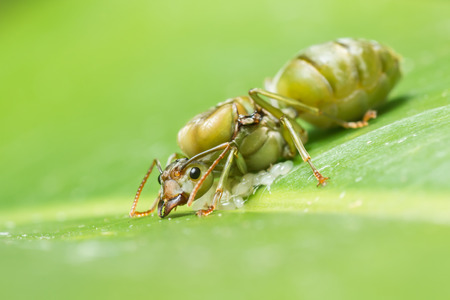 Giant ant laying eggs on the leaveの写真素材