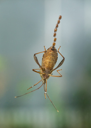 A beetle laying eggs on the wondow glassの写真素材