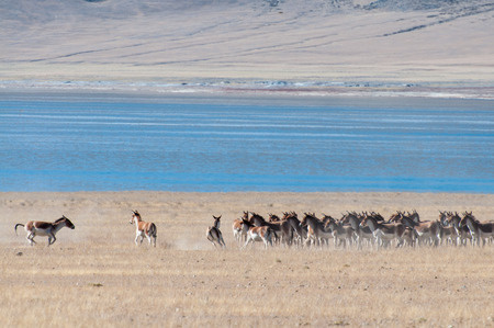 Wild Tibetan donkeys on the hillの写真素材
