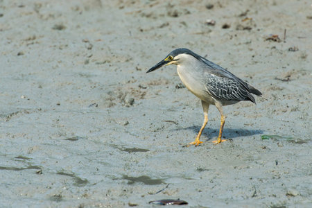 A night heron