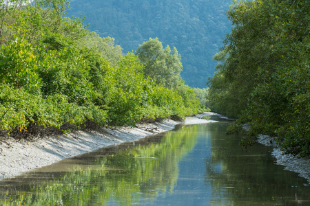 Mangrove forest alongside a river in Penangの写真素材