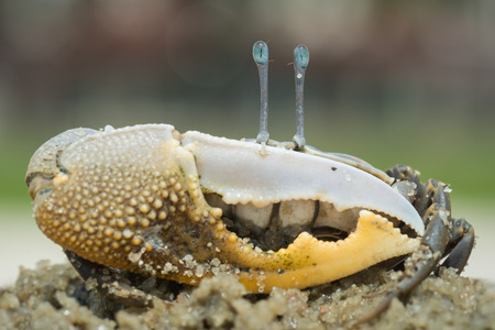 Close view of the exotic looking fiddle crabの写真素材