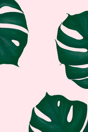 green monstera delicacy on a pink background sketchの写真素材