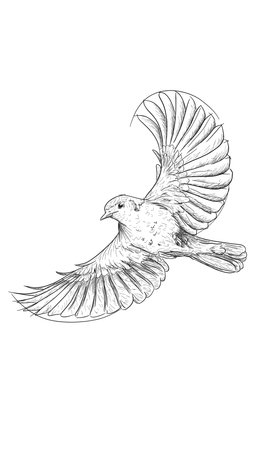outline sketch in graphic style flying birdの写真素材