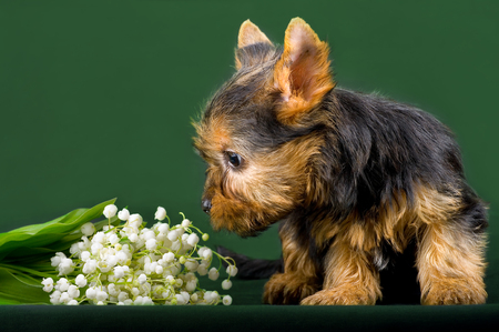 Funny little dog Yorkshire terrier puppy sitting on a dark background with flower. With selective focus.の写真素材
