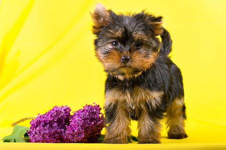 Funny little dog Yorkshire terrier puppy sitting on a dark background with flower. With selective focus.の写真素材