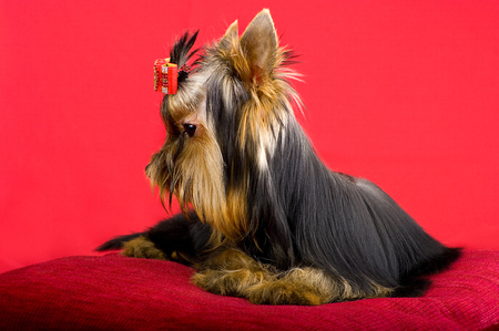 Glamorous fashionable little dog Yorkshire terrier sitting in the background. With selective focus.の写真素材
