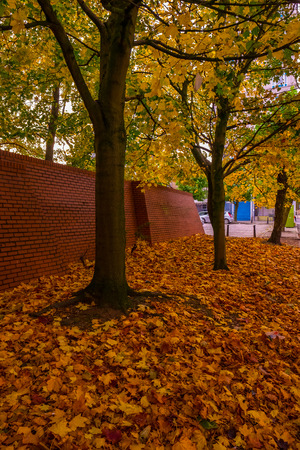 the cloudy day in autumn season with trees and leavesの写真素材