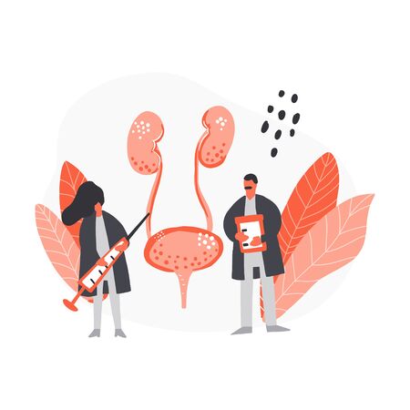 Two doctors treat bladder and kidneys. Medical illustration.のイラスト素材