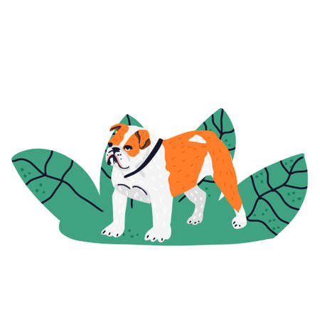 hand drawn illustration of Bulldogのイラスト素材