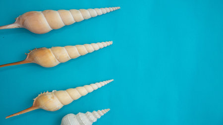 Top view of seashell isolated on blue