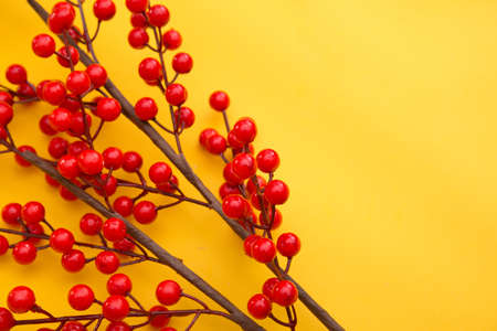 Branch with red berries on a yellow background. Copy space.の写真素材