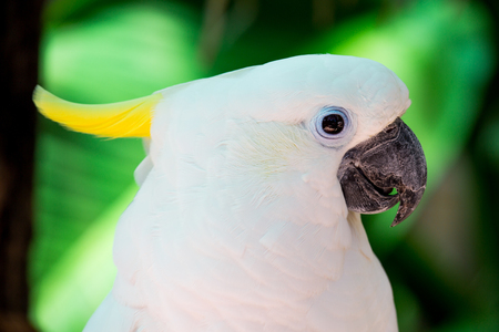 White parrotの写真素材