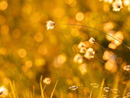 Cotton grass in the rays of evening sun on a swamp in northern Swedenの写真素材